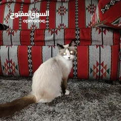  12 قطه رادغول للبيع