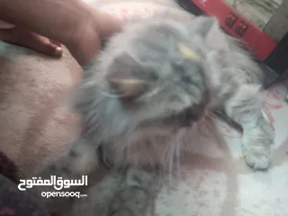  9 قطط لبيع انثى وذكر