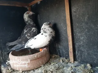  2 3 اجواز حمام شغالات للبيع