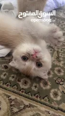  4 Golden and blue folded Scottish cat  جولدين سكوتش فولد عمر ثلاث شهور مستوى خارق