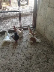  8 متاح جواز و حبات فلت موجودات طبربور سعرهن كويس