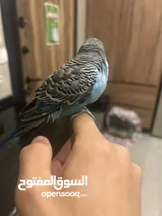 3 طائر حب نادر أليف  A rare love bird