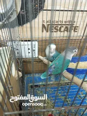  4 جوز روز للبيع او للبدل شغلات ميه بل ميه