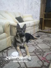  1 أنثى جيرمن شيبرد عمرها ست شهور