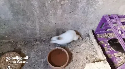  3 ارانب هولندي وحبة بلدية