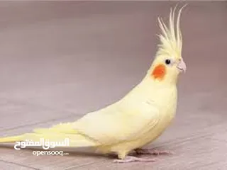  1 مطلوب ذكر كوكتيل لاتينو اقرأ الوصف