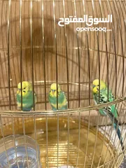  4 Parrots for sale