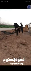  1 كلب شرس دم حامي. للبيع او للبدل