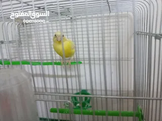  1 أنثى ليموني شغاله معبيه بدها تبيض مع قفص 3  مخاليف كنار الأنثى ليموني عمر 5 أشهر مع قفص السعر 9