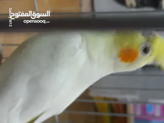 2 فرخ كوكتيل لاتينو بسعر مناسب