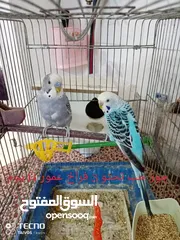  3 مجموعه عصفير اليف اسعار حلوه