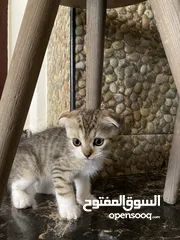  2 قطط صغيره بعمر شهرين