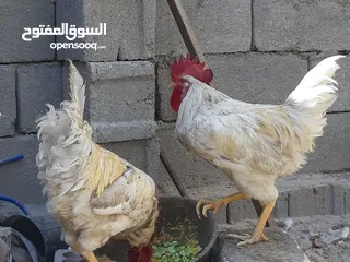  2 ديوجه مصله ثنين