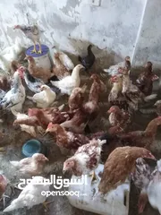  4 دجاج للبيع  نخب واتس اب الحصن 40فرخه العمر5شهورونص