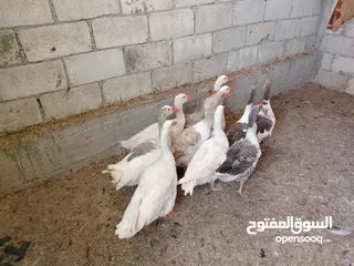  1 بسم الله ماشاءالله موجود وز حجم جامبو صلاة النبي 8 فرخات و3 ديوك الي شرا يرن ما منقصر معو انشاء الله
