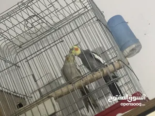  7 ببغاء كوكتيل 3حبات اقرأ الوصف قبل لا تبعث