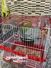  3 عصفور كوكتيل أنثى للبيع مع كامل الأغراض الخاصة فيه سبب البيع ( اخوي زهق منه )