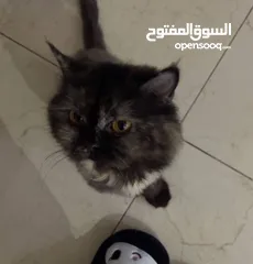  2 قطه شيرازي للتبني عمرها سنتين مع الجواز والتطعيمات