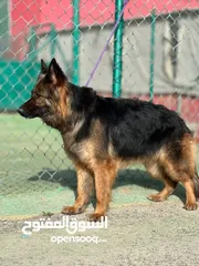  10 جيرمن شيبرد