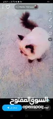  3 قطط للبيع هامالايا
