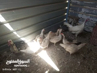  4 جاج وبط وحبش وفرعوني