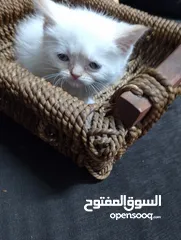  24 قطط للبيع السعار مشكله