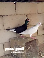  2 حمام زق للبيع مع فرخ