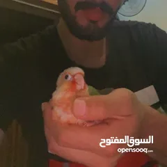  4 فرخ جرين شيك اناناس هاي ريد زق يدوي مفطوم هدد