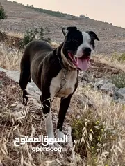  3 جرو بيتبول عمر 7شهور ونص نخب أول الشرا ان شاء لله م بقصر معه