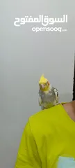  2 كوكتيل اليف لون رائع للبيع