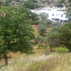  8 اراضي منطقة عمان الغربيه منطقة زبدا