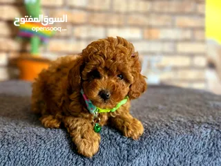  16 toy poodle T_cup now in Jordan  توي بودل تيكب بجميع الأوراق والثبوتيات والجواز والمايكرتشيب