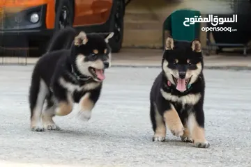  2 Adorable Shiba Inu puppies.