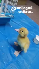  3 بطبوط صار  متوفر عنا