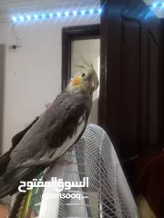  5 طيور كوكتيل