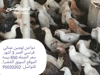  3 دواجن بياضه ومنتجه عمانيه فرنسيه بمختلف الاحجام والأعمار وغيرها من الطيور