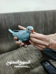  6 فراخ درة للبيع