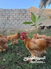  1 دجاج كوشن العملاق