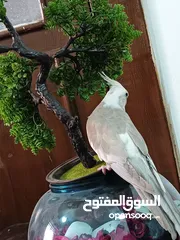  12 زوج كوكتيل وايت فيس