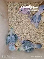  4 فراخ درة وفراخ كوكتيل للزق اليدوي