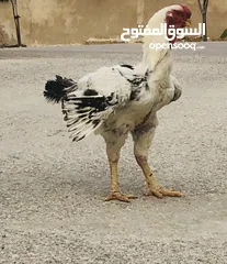  2 فارسي حجازي