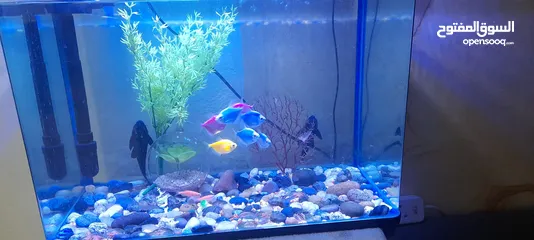  6 Fish Aquarium full Set