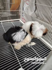  4 Shihzt pure puppies 2 months old 