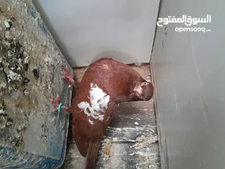  16 متاح  جواز  حمام الماني  كلو شغال جوز بلوني احمر تحته بيض وطيره مزهوراي حمره مع فرخها  وطيره مسوداي