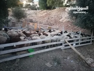  6 اضاحي  اوزان  مختلفة