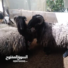  4 كبشين و قرقوره
