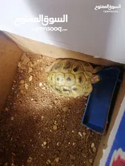  1 سلاحف عدد 2 ذكر وانثى للبيع حجم كبير