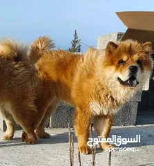  3 Malle chowchow