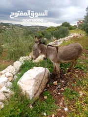  3 حمار للبيع