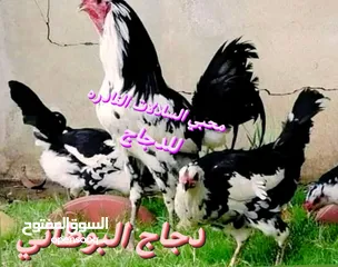  11 بيض مخصب و صيصان لسلالات دجاج نادره على مستوى العالم